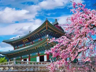 Traditional Korean building with cherry blossoms and a blue sky.